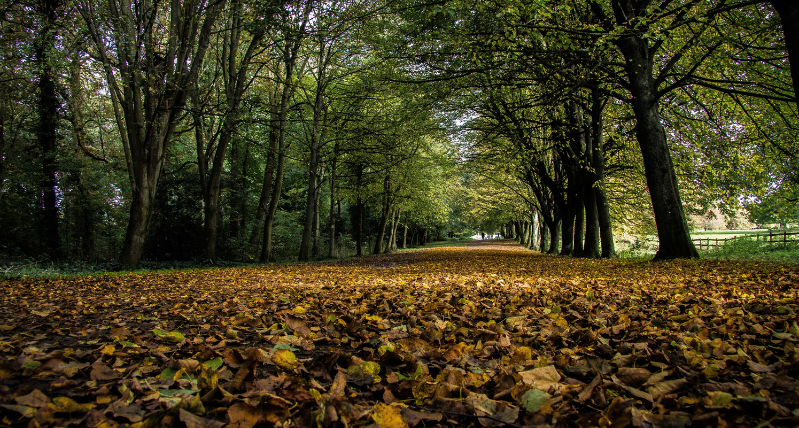 Forest in Corsham credit Paul Meads